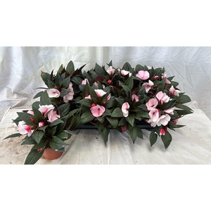 IMPAT WHITE PINK EYE