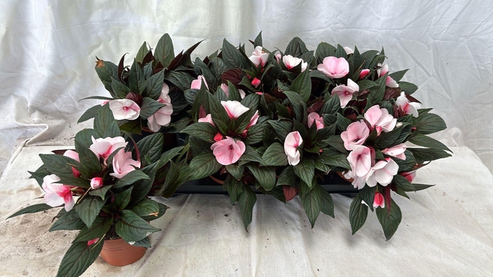 <h4>IMPAT WHITE PINK EYE</h4>