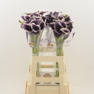 Calla Dubai Night