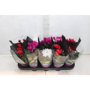 CYCLAMEN MINI P11