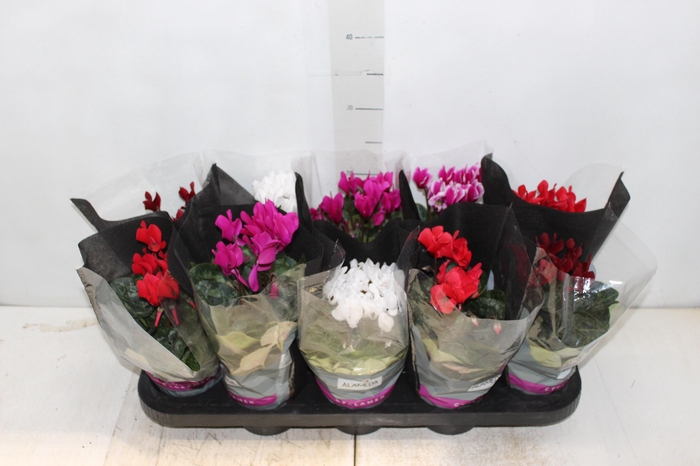 <h4>CYCLAMEN MINI P11</h4>