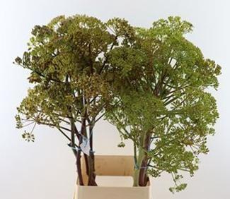 <h4>FOENICULUM VULGARE</h4>