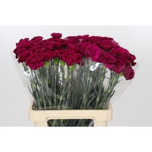 Dianthus St Ghemme