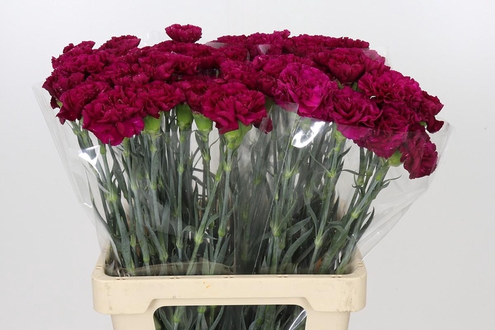 <h4>Dianthus St Ghemme</h4>