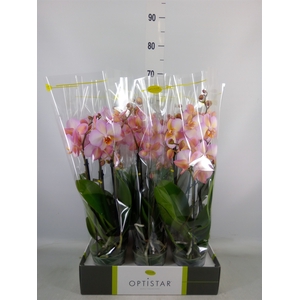 Phalaenopsis   ...