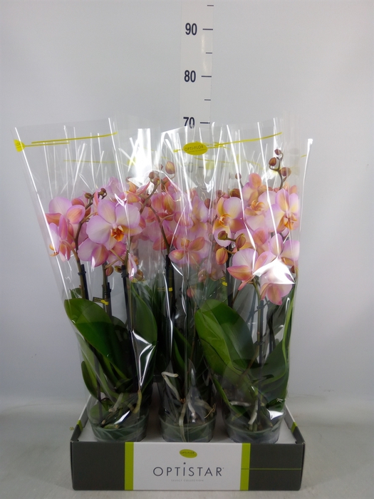 <h4>Phalaenopsis   ...</h4>