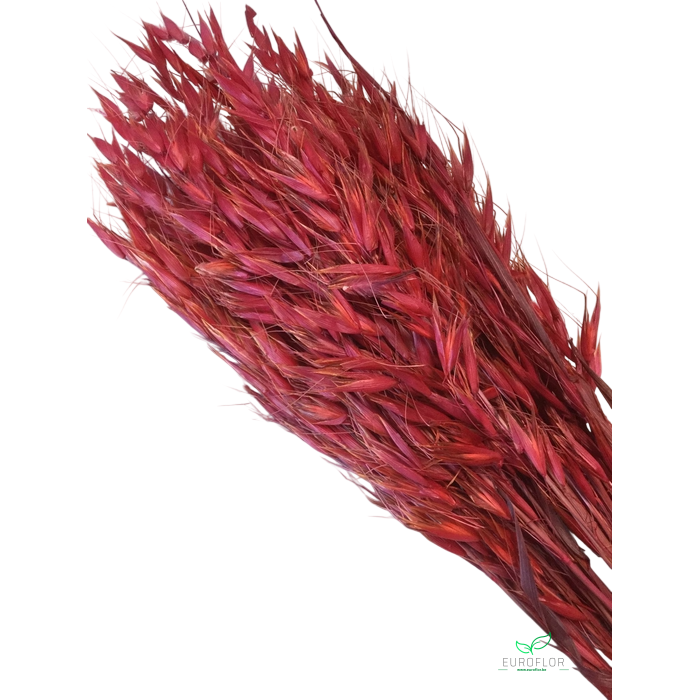 <h4>DRIED FLOWERS - AVENA WILD HAVER RED 100GR</h4>