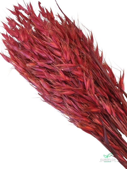 DRIED FLOWERS - AVENA WILD HAVER RED 100GR
