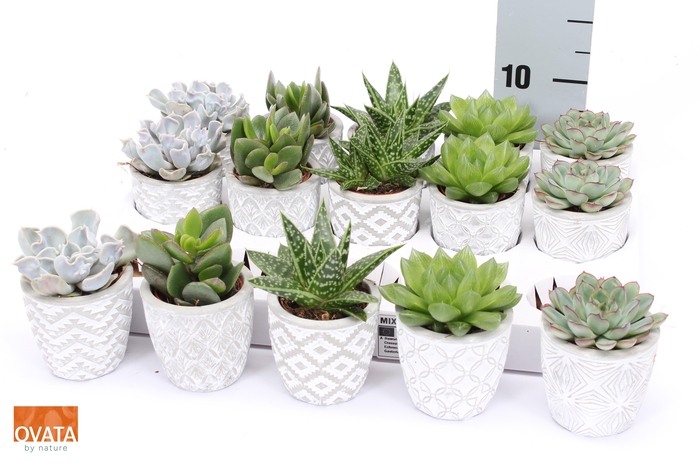 <h4>SUCC GEM 5 SRT</h4>