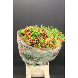 Vibur Op Compactum 250 Gr