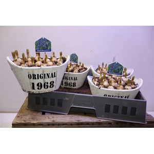 arr8 Arr Muscari In Houten Kuip