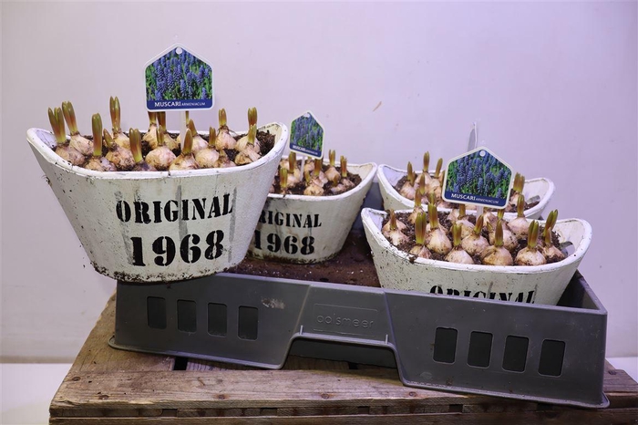 <h4>arr8 Arr Muscari In Houten Kuip</h4>