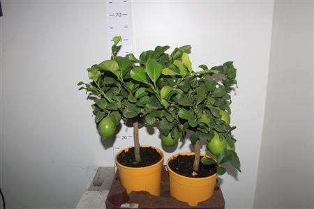 <h4>Citr Limon 3+</h4>