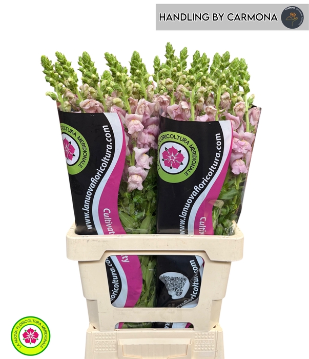 <h4>ANTIR POTO LAVEND</h4>