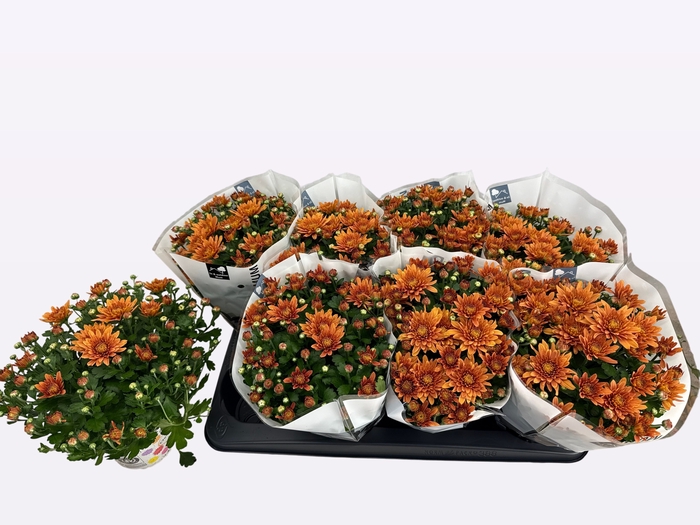 <h4>CHRY HOMERUN ORANGE</h4>