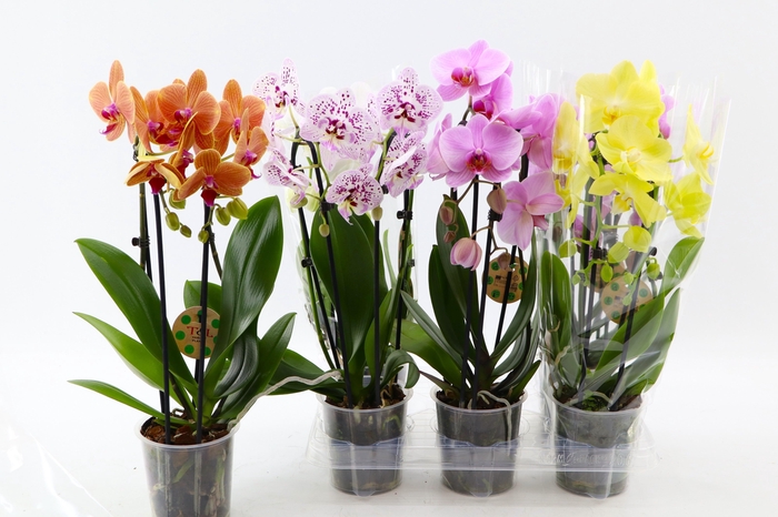 <h4>PHAL EL CASCADE</h4>