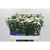 Aster Cassy