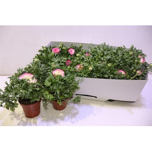 arr8 Ranun Sprink Vio Bic