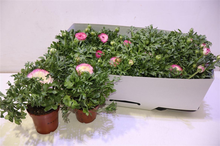 <h4>Ranun Sprink Vio Bic</h4>