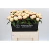 Paeonia Ann Cousins