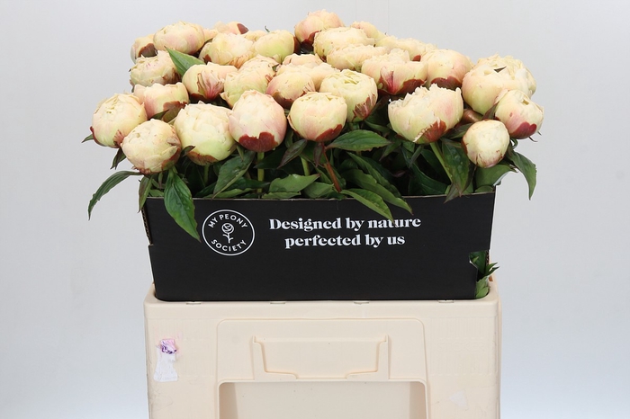 Paeonia Ann Cousins