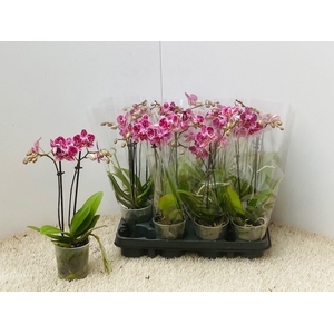 PHAL OV