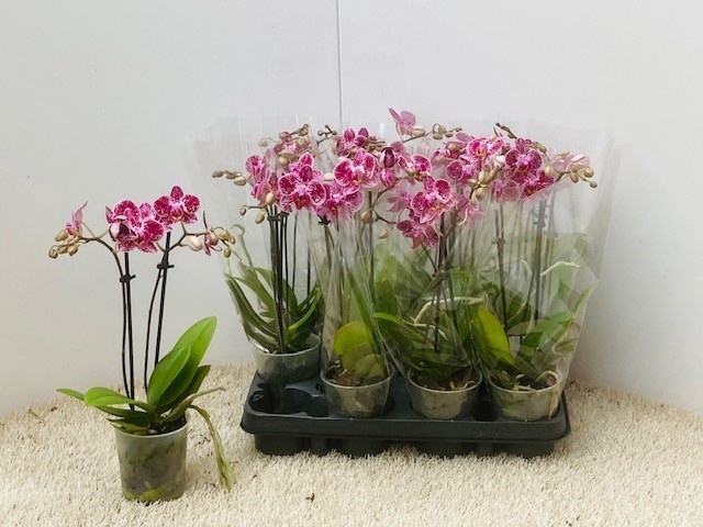 <h4>PHAL OV</h4>