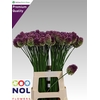 Allium Sphaerocephal (kogel)