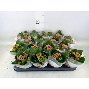 Kalanchoe blos. 'RosDon Victorio'