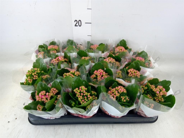 <h4>Kalanchoe blos. 'RosDon Victorio'</h4>