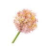 Allium Pink