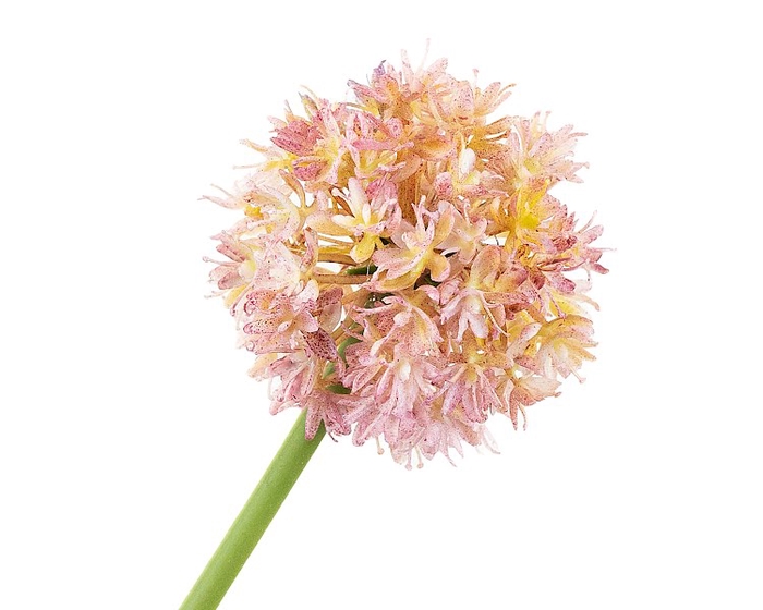 <h4>Allium Pink</h4>