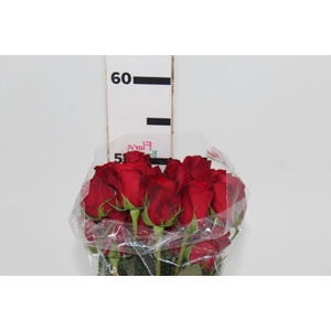 ROSA FREEDOM 050 CM ESTUFA