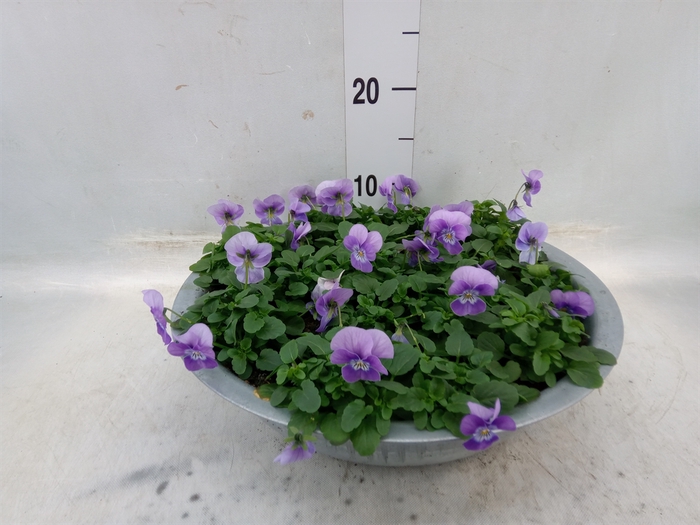 <h4>Viola corn. 'Evo Mini Beaconsfield'</h4>