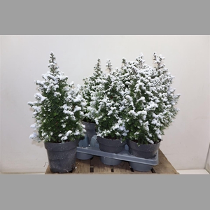 Cham Th Top Point + Snow