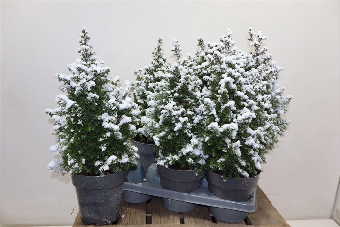 <h4>Cham Th Top Point + Snow</h4>