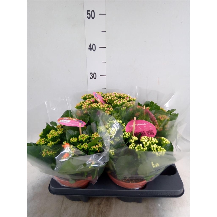 <h4>Kalanchoe blos. 'Gardenlina'  ..mix</h4>