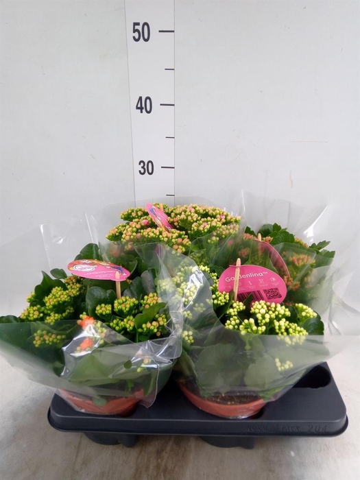 Kalanchoe blos. 'Gardenlina'  ..mix