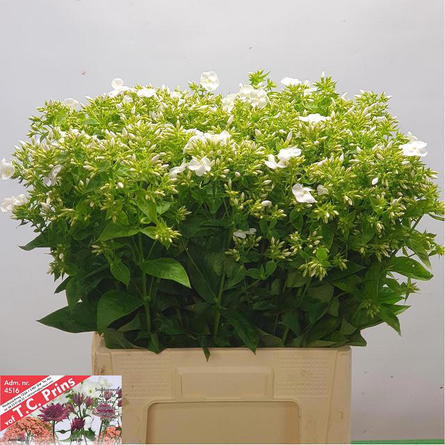 <h4>PHLOX P WHITECAP</h4>