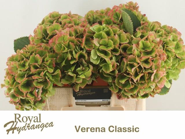 <h4>HYDR M CH VERENA CL</h4>