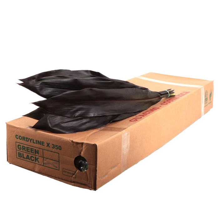 <h4>Cord. Black Tie</h4>