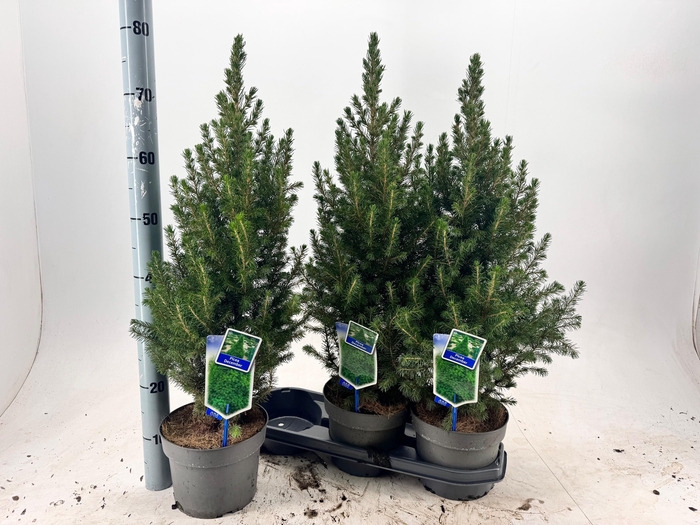 <h4>PICEA GL DECEMBER</h4>