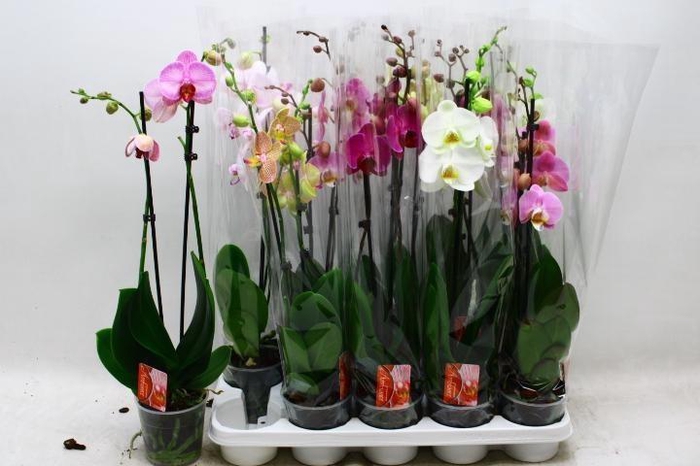 <h4>PHAL GEM 7 KL</h4>