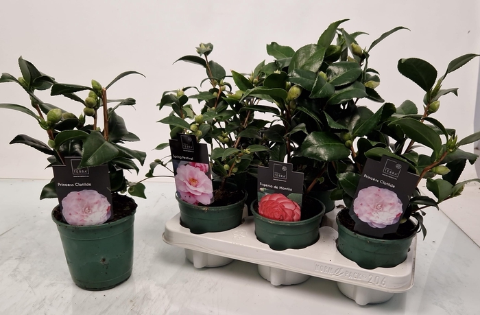 <h4>CAMELLIA JAPONICA</h4>