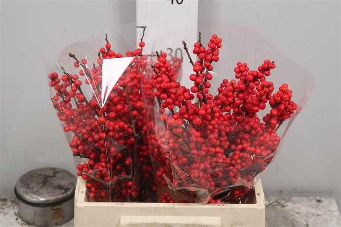 <h4>Ilex Ve Rode Bes</h4>