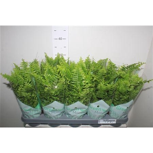 Nephr Ex Green Momen