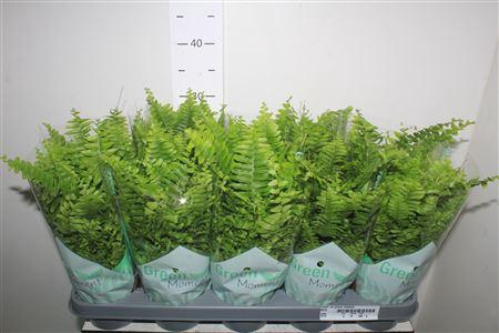 <h4>Nephr Ex Green Momen</h4>