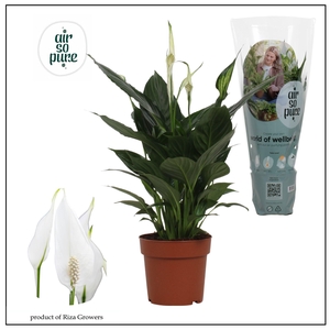SPATH PICO CUPIDO