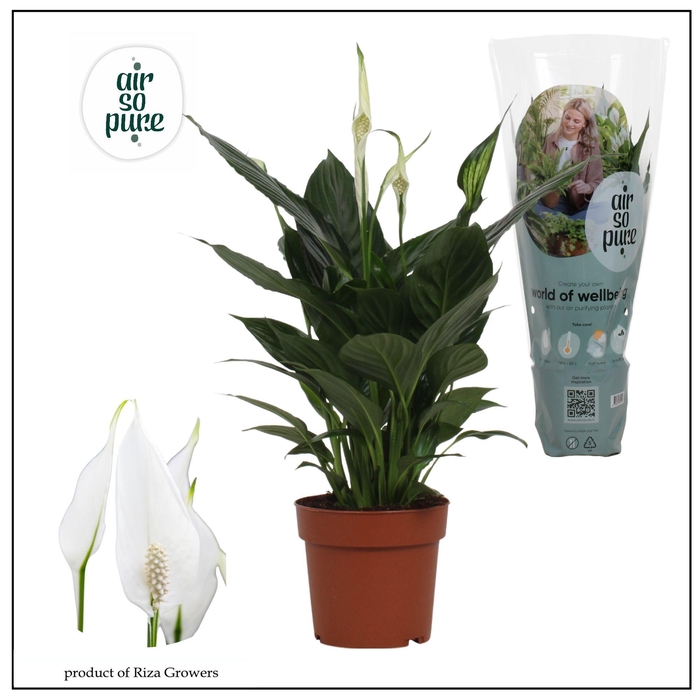 <h4>SPATH PICO CUPIDO</h4>