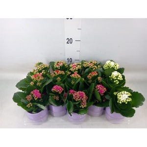 Kalanchoe blos. 'RosDon Collection'